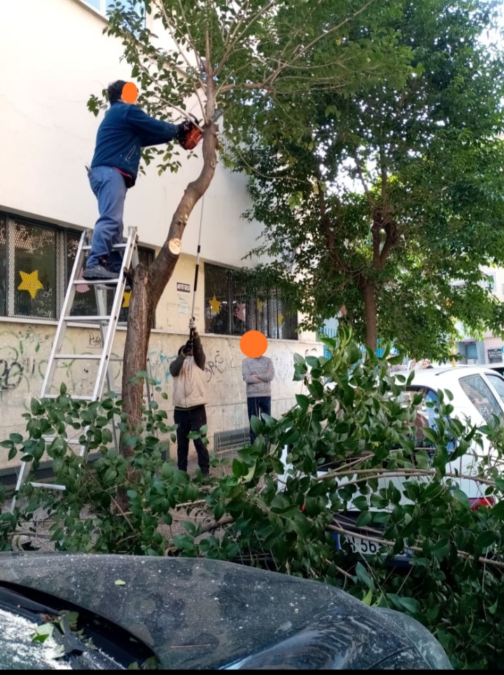 Comune di Napoli sospende potature alberi