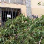Napoli, crolla un ramo al Sannazaro: chiuso uno dei 7 varchi di ingresso