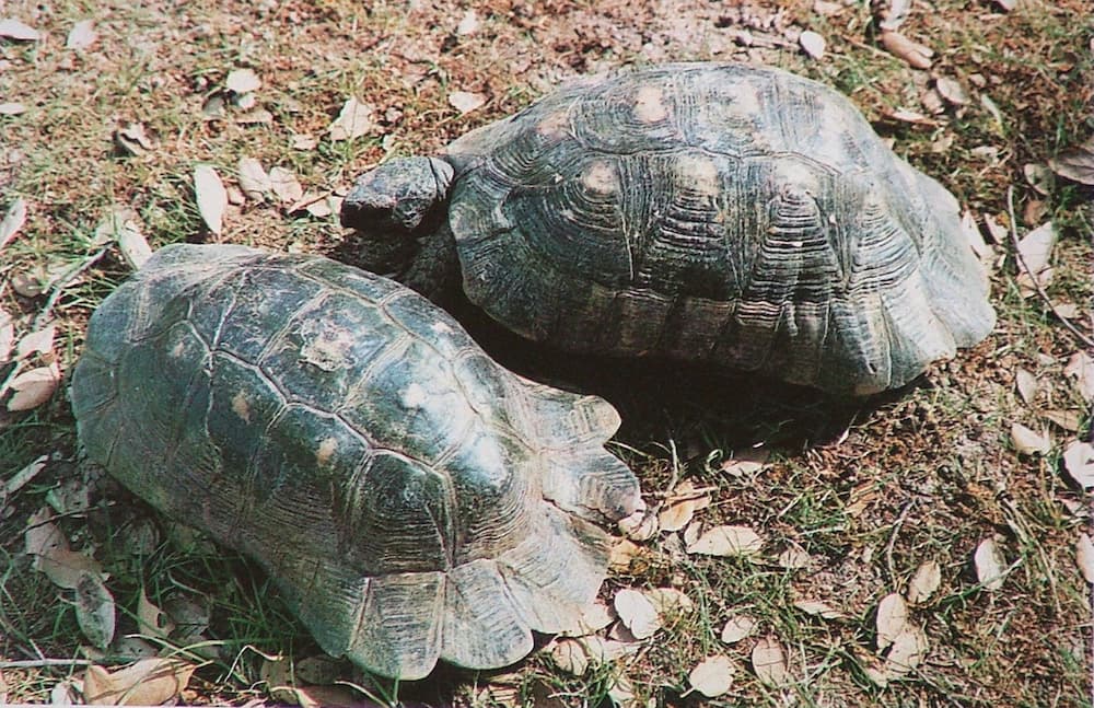 Poggiomarino, tartarughe a rischio estinzione in area adiacente officina abusiva: denunciato 57enne