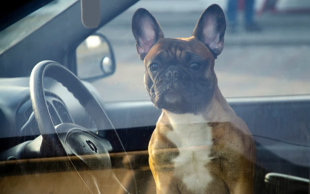 Arenella, cane rischia di morire perché chiuso in auto al sole: denunciato 80enne
