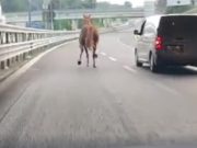 Cavallo scappa in Tangenziale, paura tra gli automobilisti