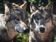 Tracce di una coppia di lupi sui Monti Lattari Lupi sui Monti Lattari