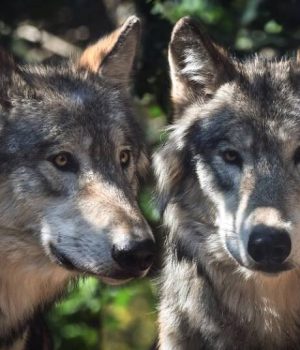 Screenshot Lupi sui Monti Lattari