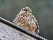 Salvato un gheppio a Sorrento in difficoltà su di un tetto Il gheppio appollaiato in difficoltà